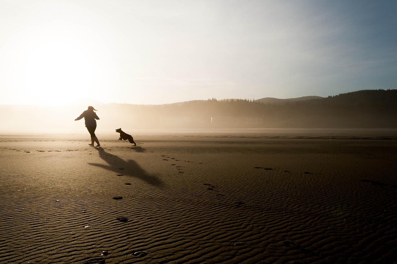 Cane corre in spiaggia