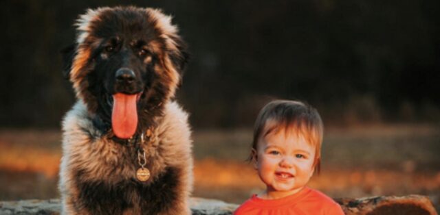 Bimba cresciuta con cinque cani si comporta come se fosse un Pastore tedesco