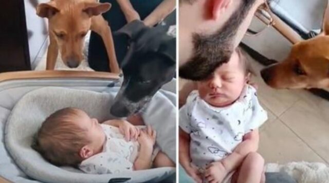 I cani hanno incontrato per la prima volta il loro fratellino umano. E non sono riusciti a contenere la gioia