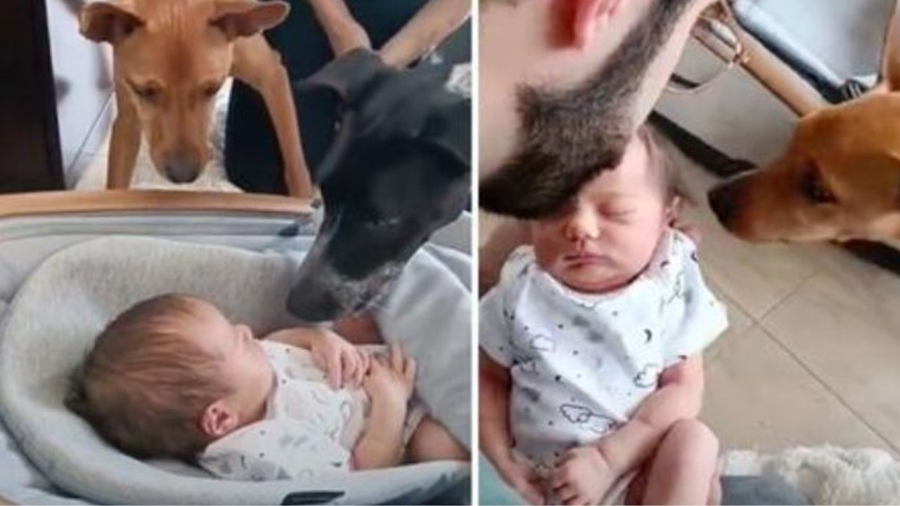 Cani accolgono un neonato