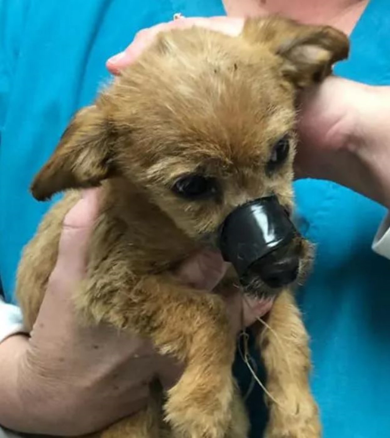 un cane con del nastro adesivo sul muso