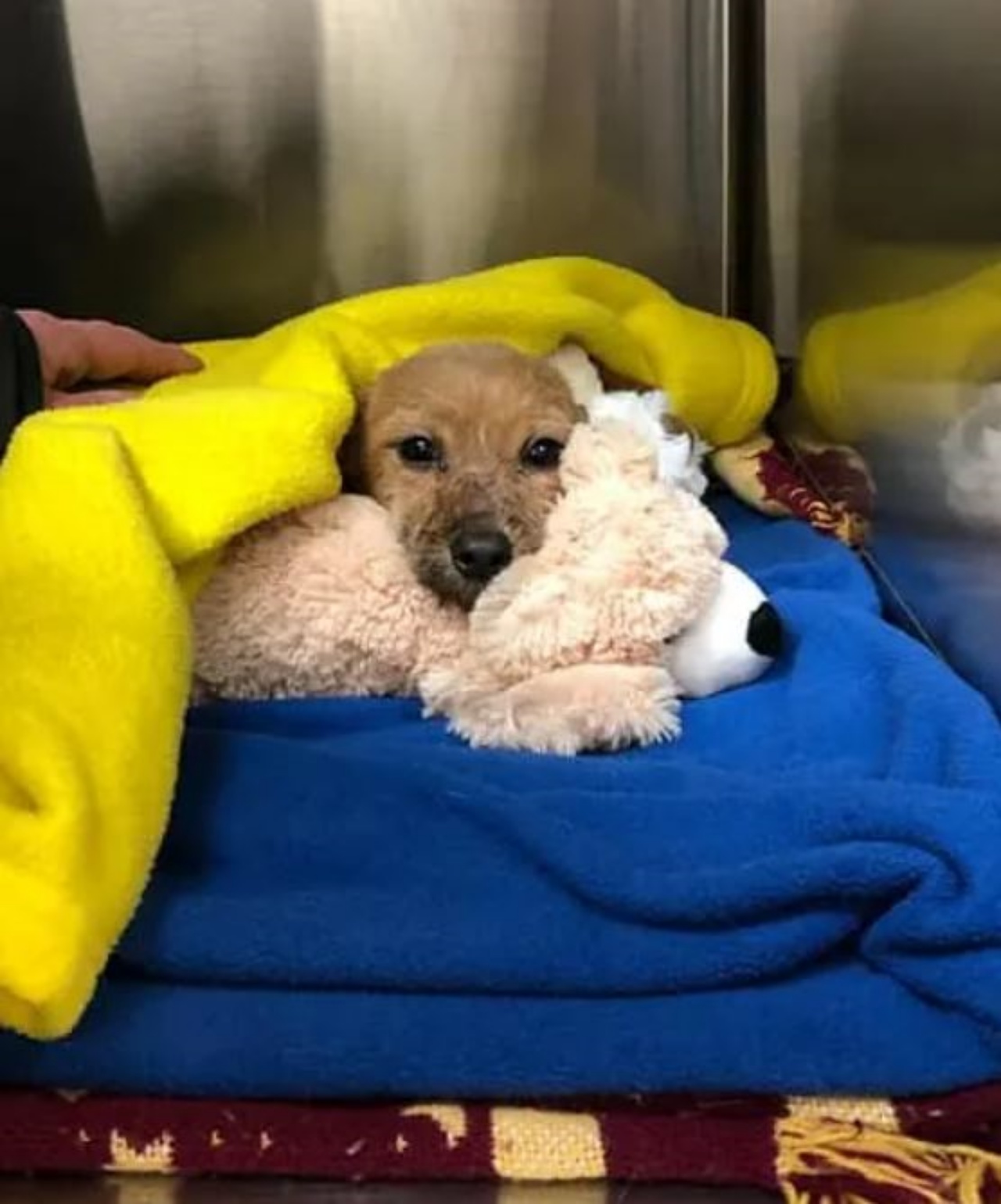 un cane con dei peluches