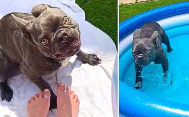 Gli regalano una nuova piscina, il Bulldog francese perde la testa: non riesce più a contenersi (VIDEO)