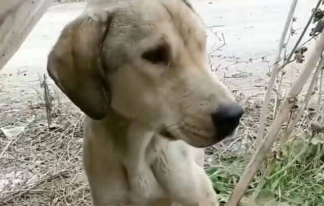 Cagnolina abbandonata con i suoi cuccioli sul ciglio della strada: il video commovente