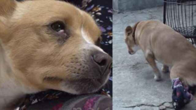 Il cane paralizzato viene portato via da una donna e lei cade a terra in ginocchio, in preda alle lacrime