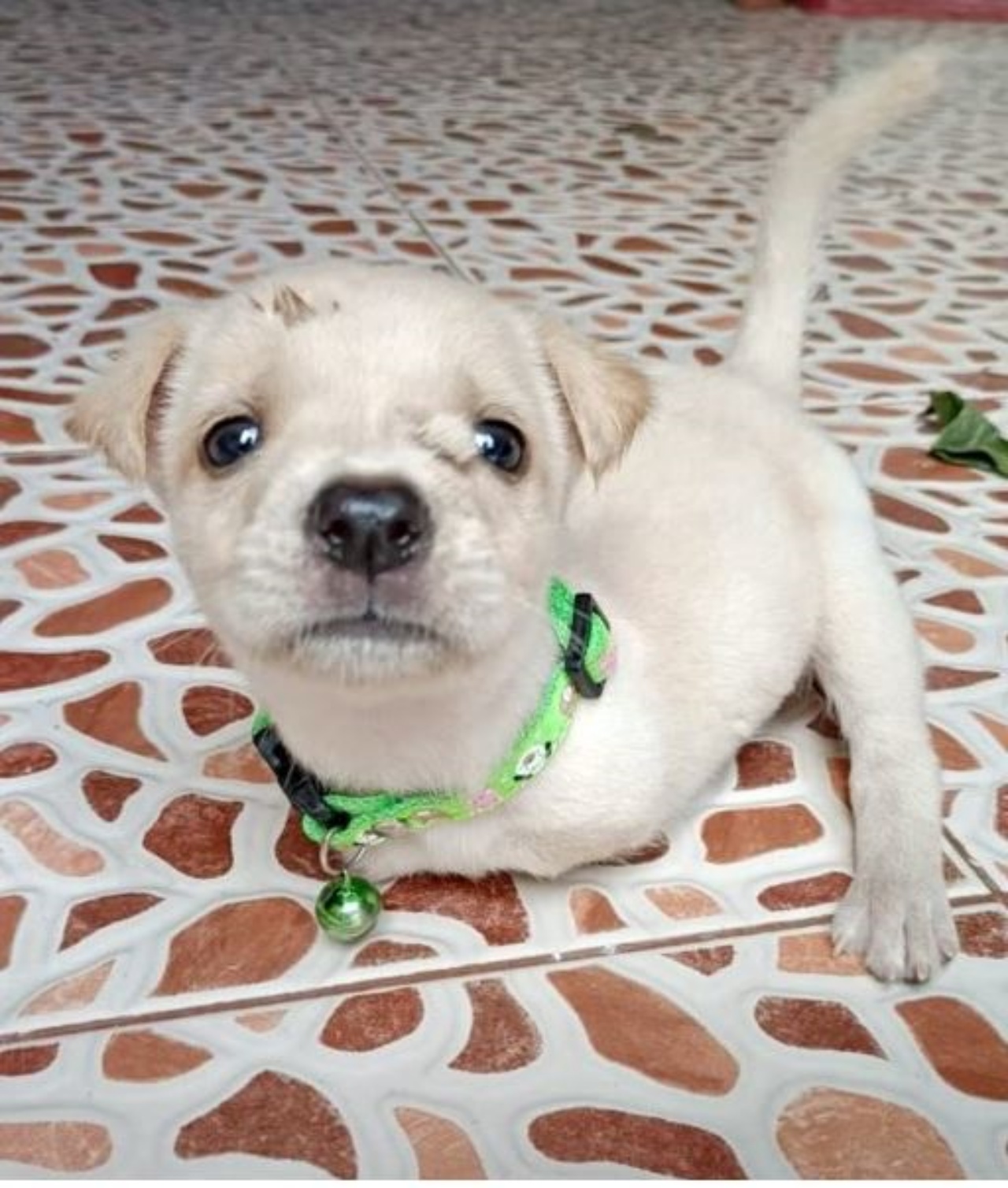 Un cane senza le zampe anteriori