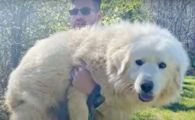 L’uomo raccoglie una cagnolona randagia dolorante che ha corso per giorni e lei si scioglie tra le sue braccia (VIDEO)