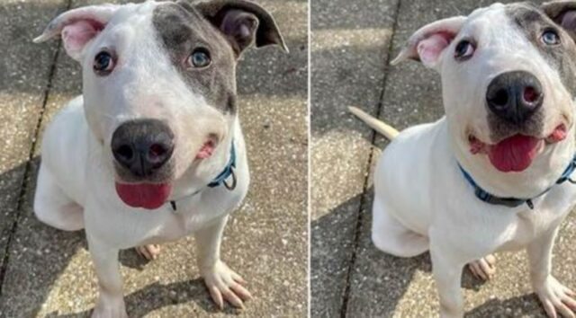 Il cane del rifugio con una faccia unica vuole solo che qualcuno lo ami