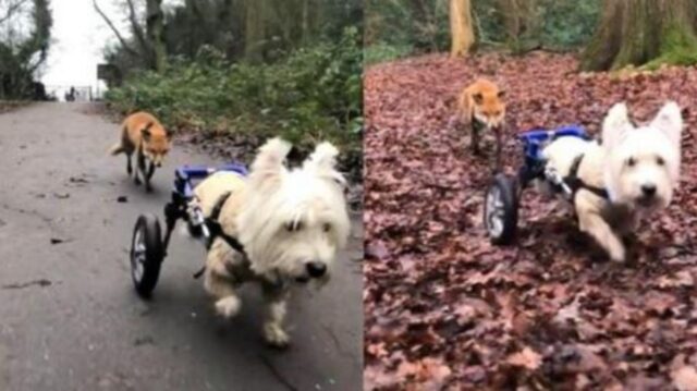 Questo adorabile cagnolino con il carrellino diventa la guida per questa povera volpe cieca