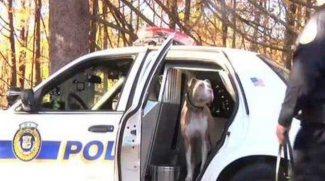 È il primo cane poliziotto della sua razza a New York e sta abbattendo qualsiasi stereotipo