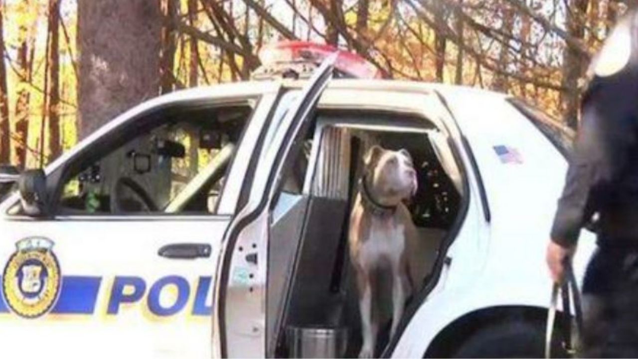 Un cane poliziotto su un'auto della polizia