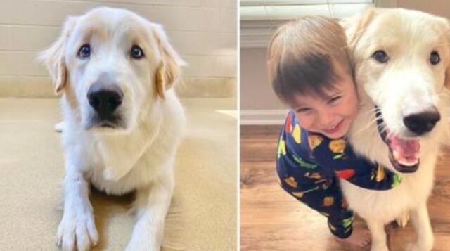 È cambiato tutto, anche il suo muso: dopo 14 adozioni andate male, il cane ha trovato la felicità