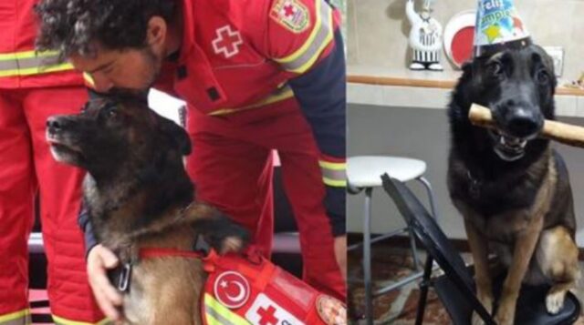 Il cane eroe che ha salvato tante vite in Turchia festeggia così il suo sesto compleanno