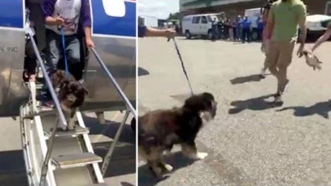 Un cane scende dall'aereo