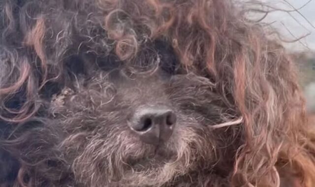 Cane abbandonato assomiglia a una parrucca da quanto la sua pelliccia è arruffata