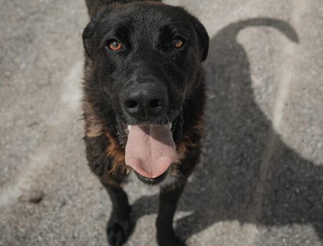 Cane abbandonato dal veterinario in sala d’attesa: Oscar cerca una nuova casa
