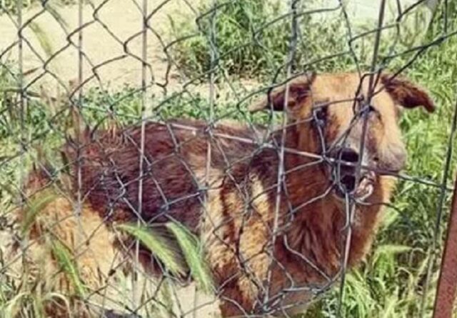 Cane abbandonato in una discarica: il proprietario si pente del gesto e manda qualcuno a salvarlo