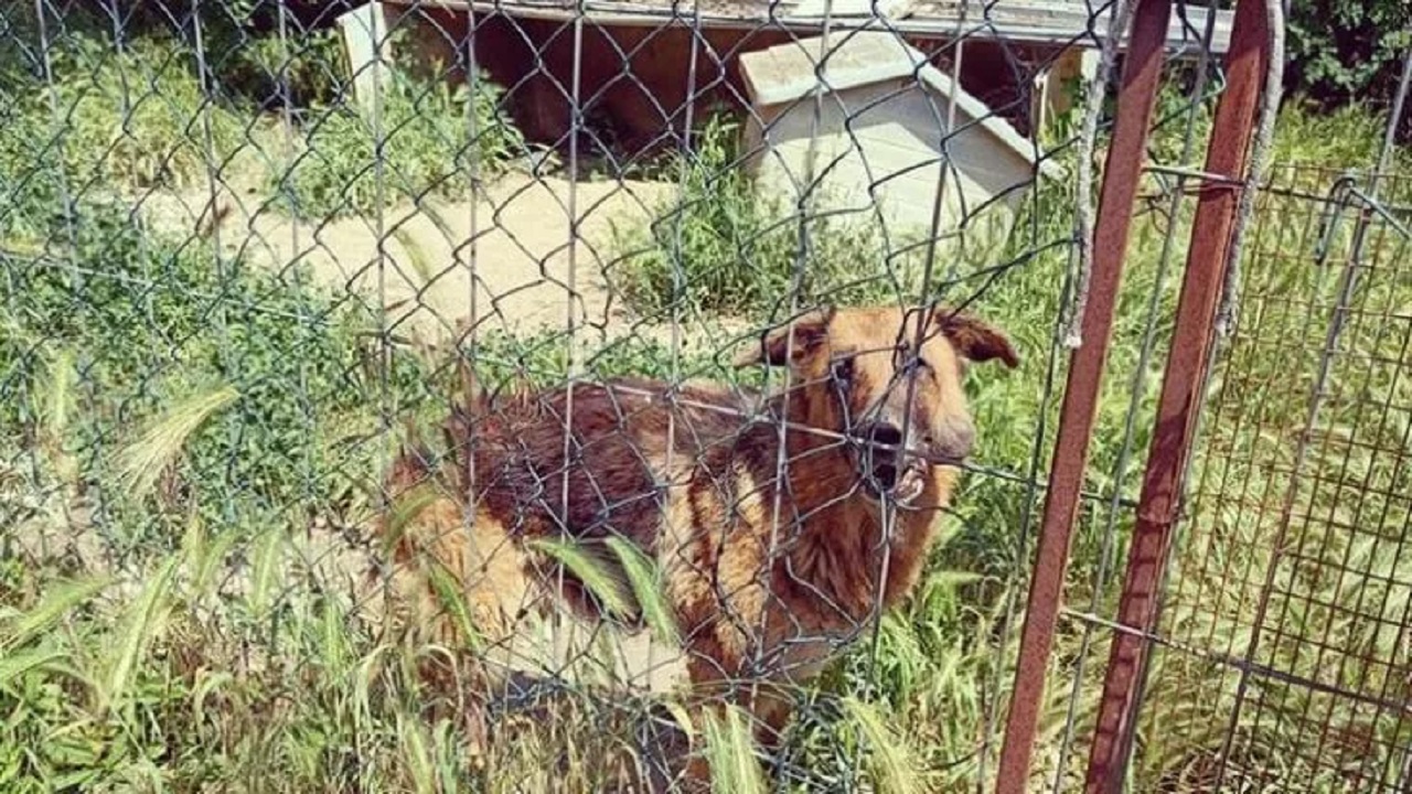 Cane dietro un recinto