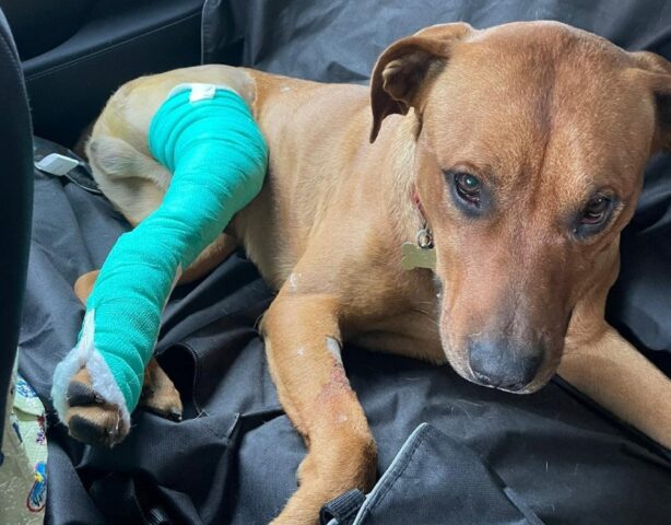 Cane abbandonato insegue una moto e la sua vita cambia per sempre