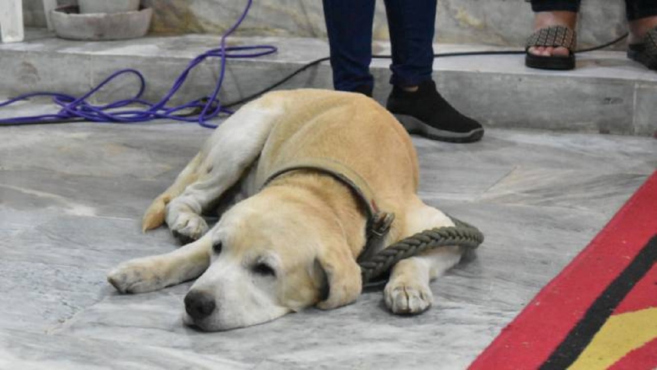 Labrador dallo sguardo triste