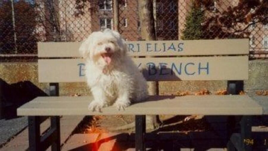 Cane bianco seduto sulla panchina
