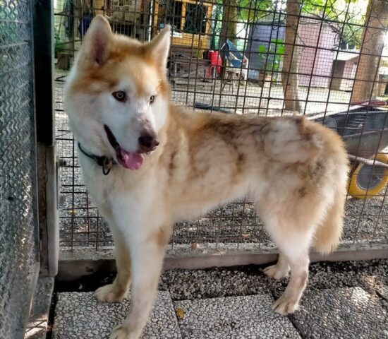 Cane sfrattato dal cucciolo appena arrivato in casa, perché non vanno d’accordo