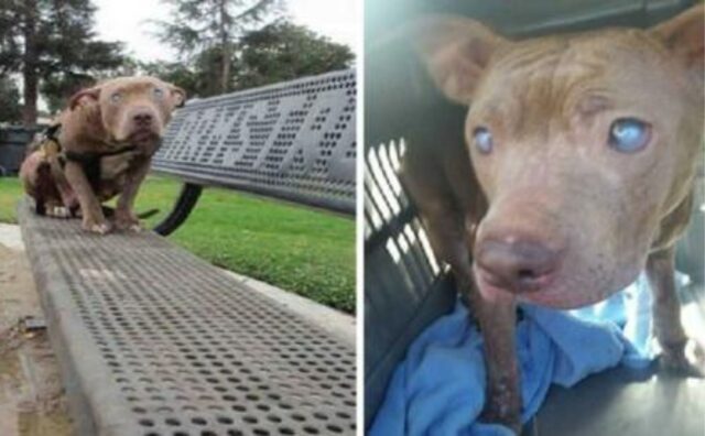 Pitbull cieco, abbandonato sulla panchina del parco dopo il parto, trova finalmente l’amore