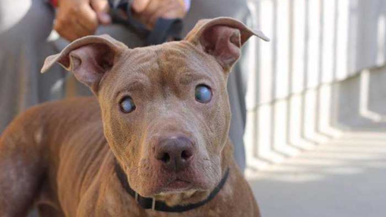 cane pitbull