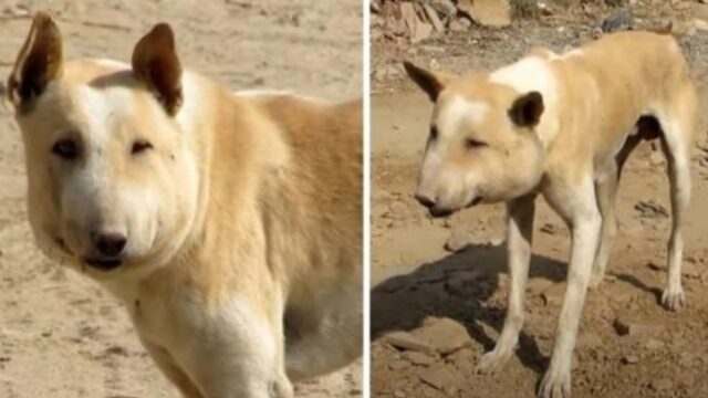 “Sembra un maiale”: tutti deridevano questo cane, ma nessuno lo aiutava e lui moriva di dolore