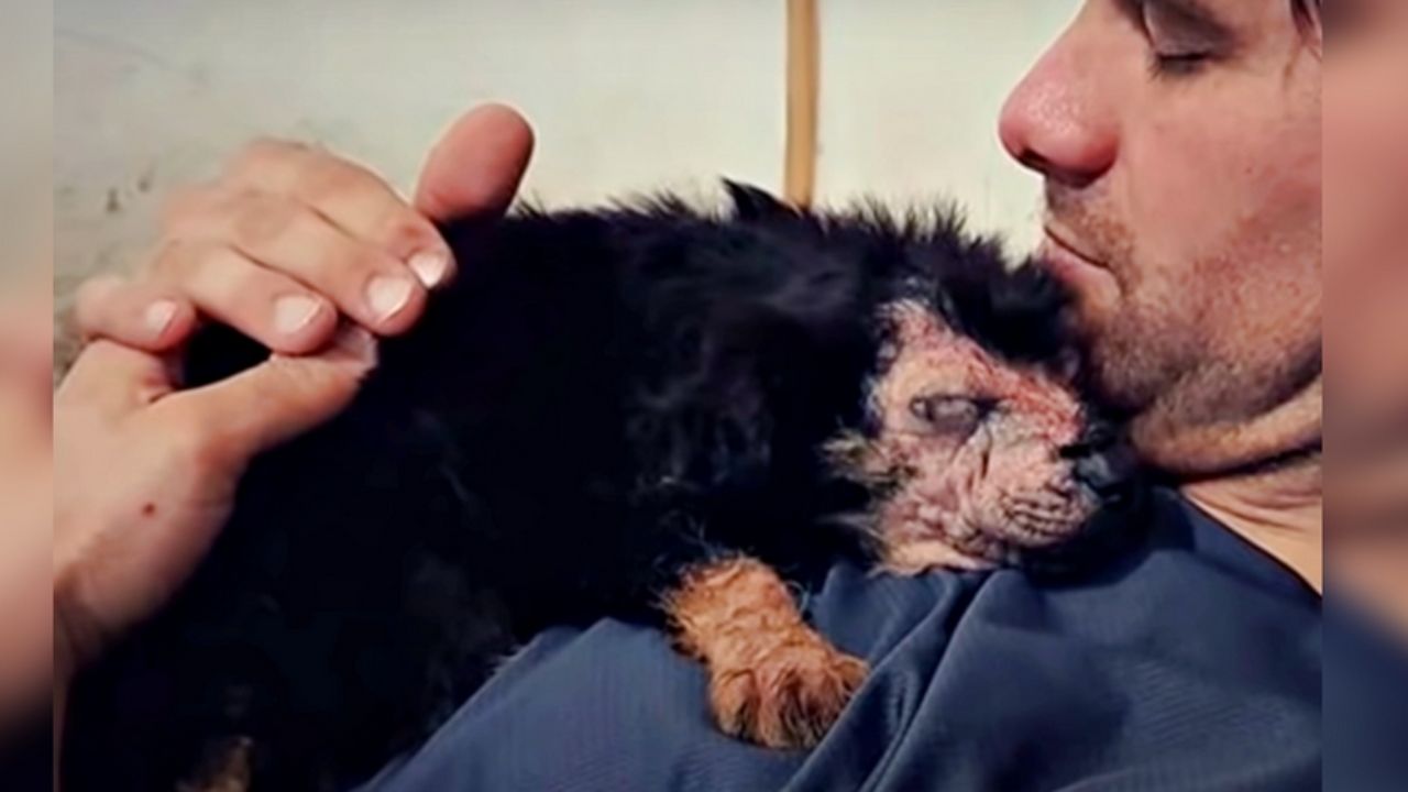 cane appoggiato sul petto di un uomo