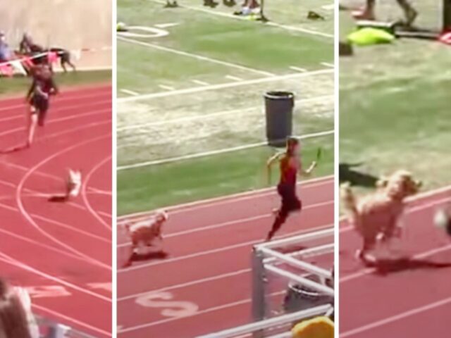 Il velocissimo piccolo cane si lancia in pista e cerca di battere l’atleta tagliando il traguardo