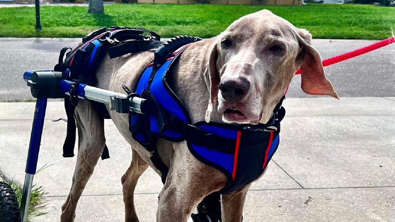 Weimaraner con il carrellino