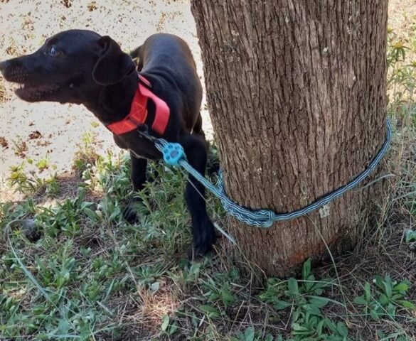 Cane di quattro mesi abbandonato legato a un cipresso: Koffy cerca casa