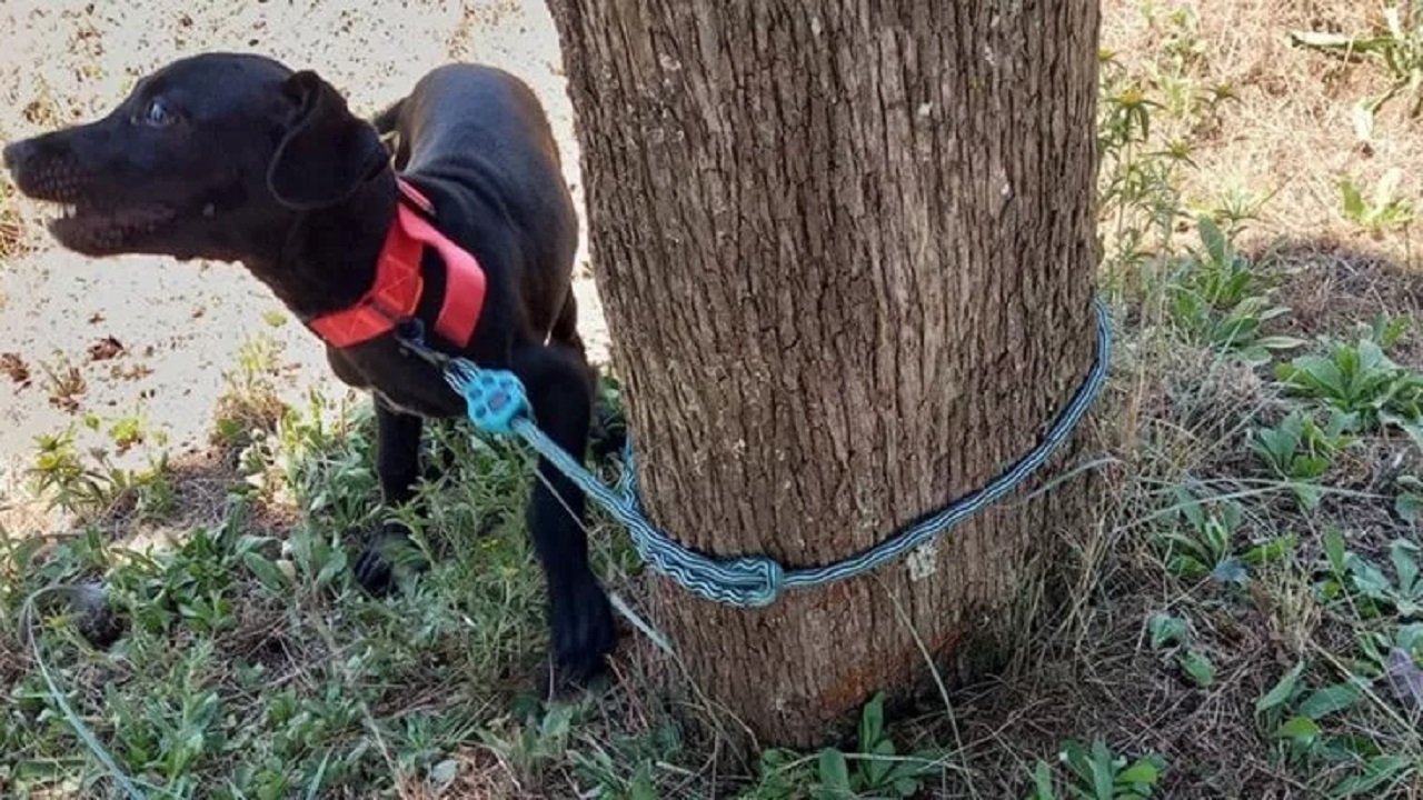 Cane nero legato a un albero