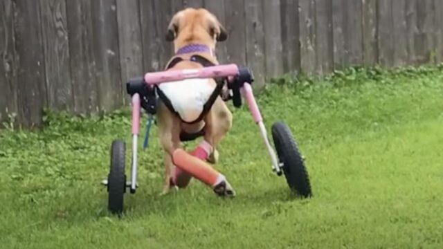 cane con disabilità