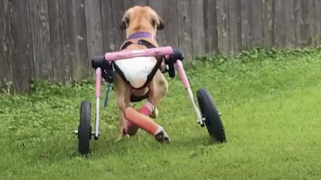 La deformità di questa cagnolina non le impedirà di correre e di vivere la sua vita nel modo più felice