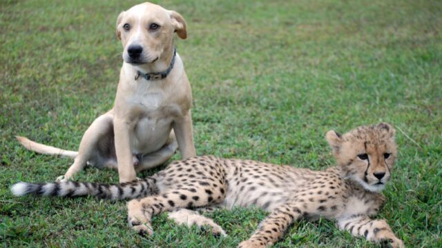 Cane e ghepardo amici inseparabili: la storia di Kago e Kumbali