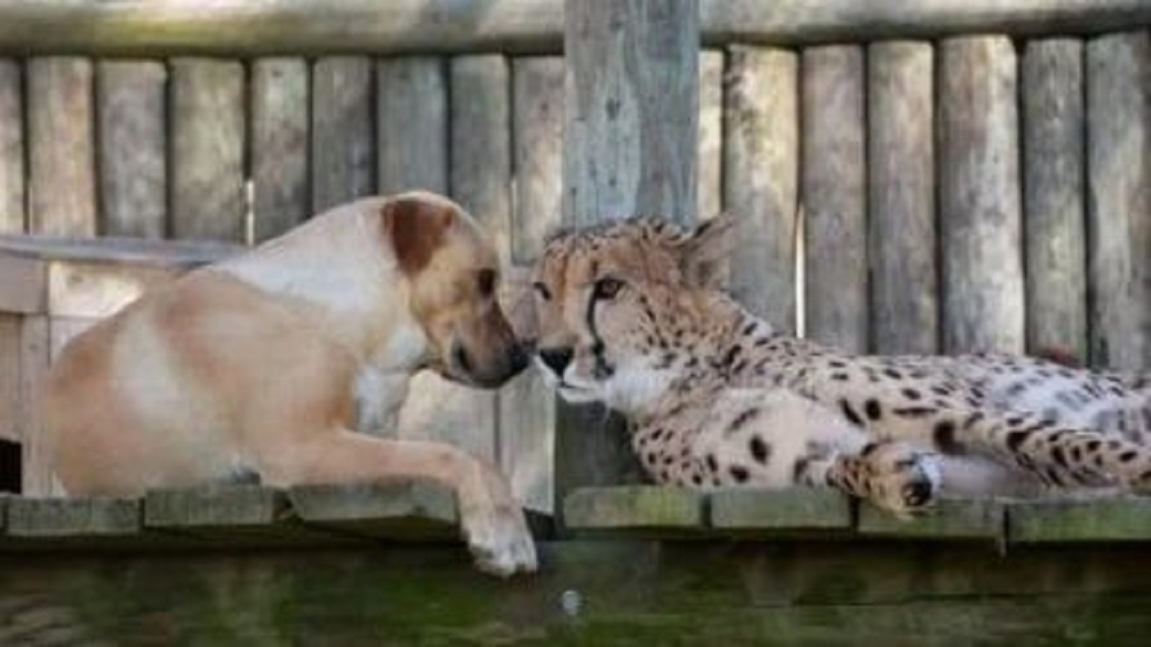 Cane e ghepardo amici allo zoo