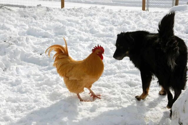 Cane fa uno scherzo alla gallina: il video è tutto da ridere