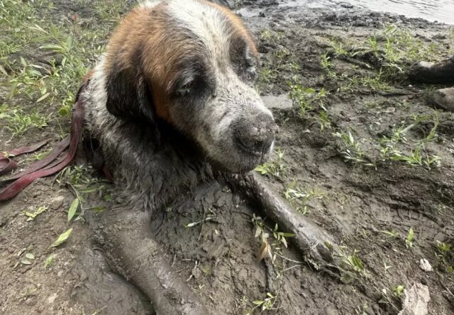 Cane intrappolato nel fango fino al collo: invitati all’addio al celibato lo aiutano