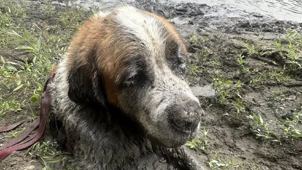 Cane intrappolato nel fango fino al collo