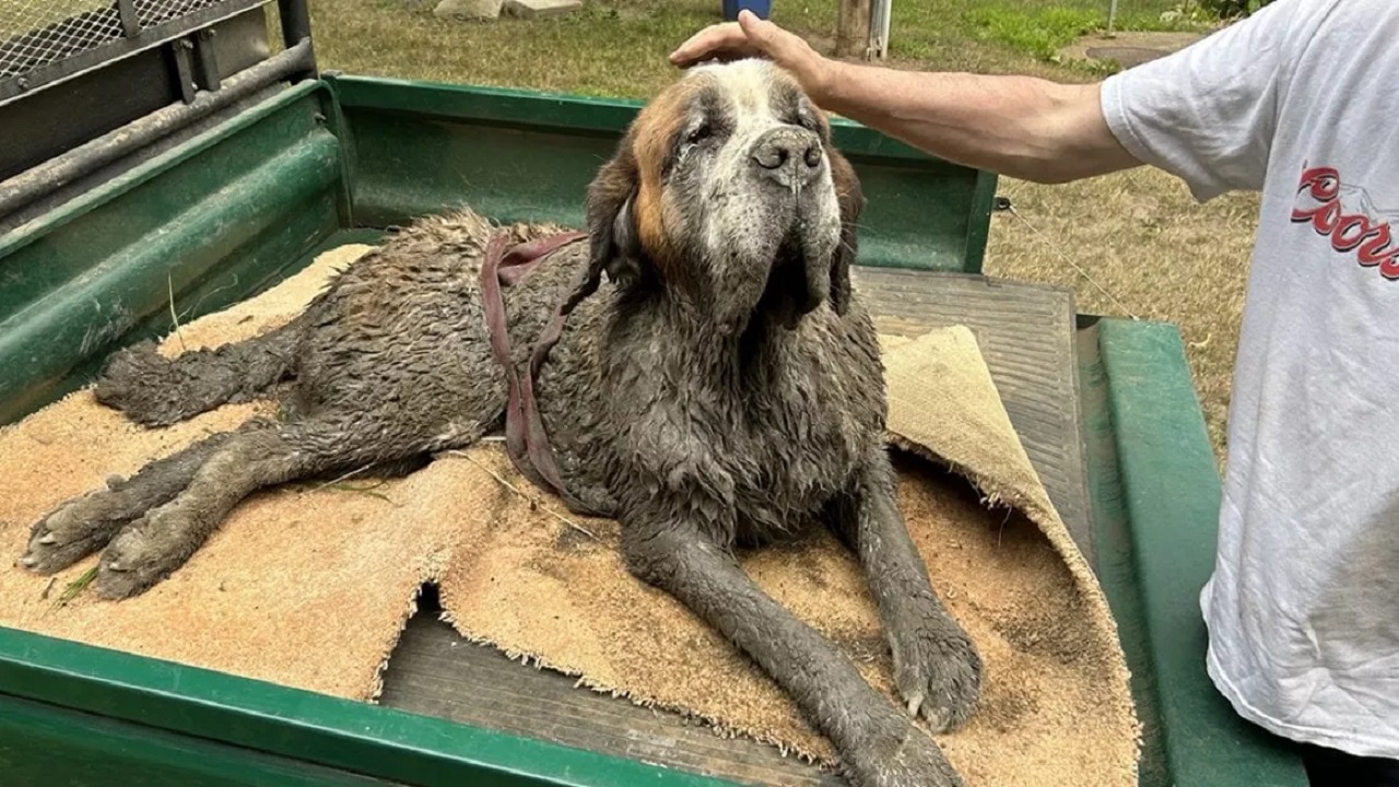Cane salvato dal fango