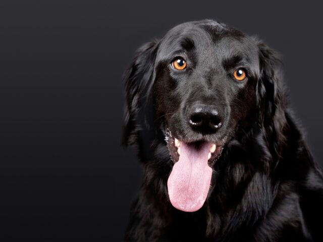 Cane lecca il veleno per formiche, quali sono le conseguenze per la sua salute?