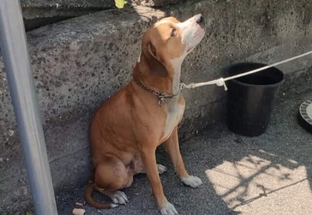 Cane legato a un palo sotto il sole salvato dalla Municipale a Boscoreale