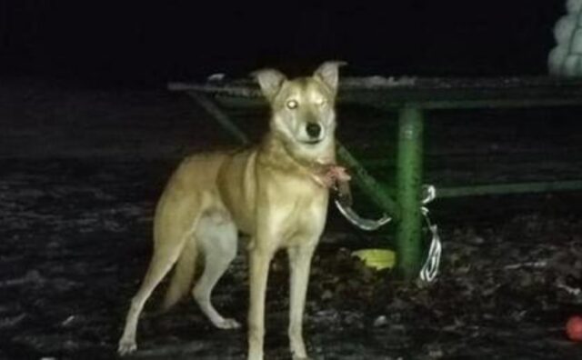 La proprietaria senza scrupoli di questo cane lo ha legato in un parco e poi è partita per l’estero