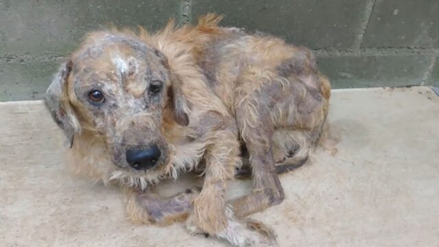 Cane malato e ignorato da tutti ora si gode la sua nuova vita