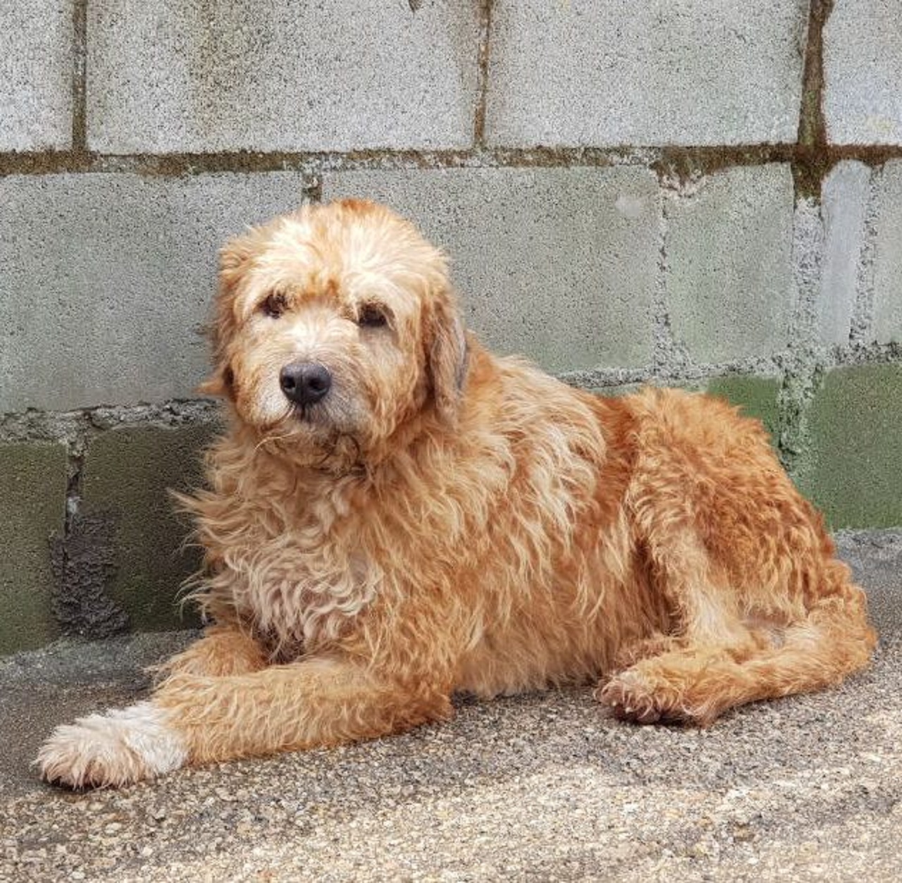 Cane sdraiato a terra