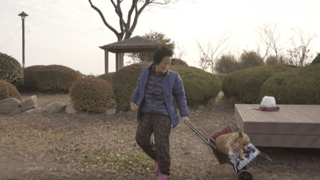 donna porta a spasso un cane