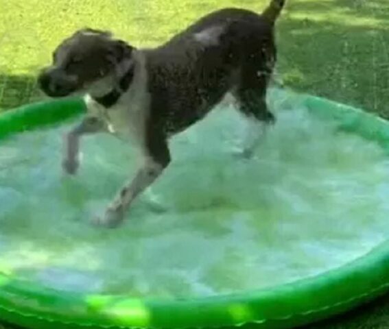 Cane nella piscina del rifugio salta dalla gioia, dopo una vita trascorsa in gabbia
