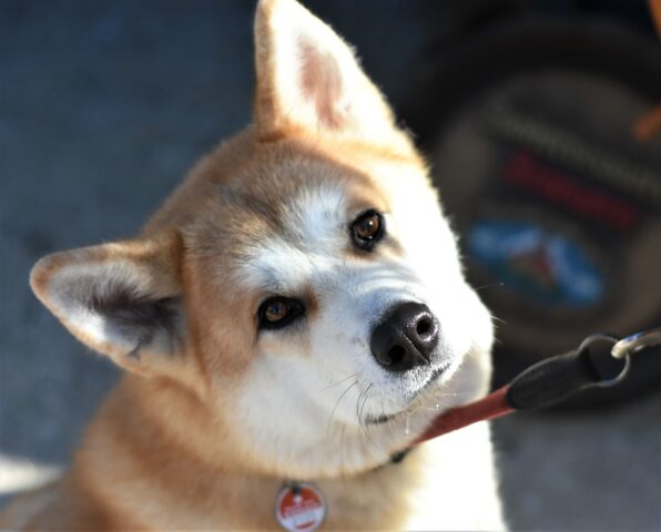 Cane orfano fa di tutto per farsi adottare dal fratello del proprietario che non ama gli animali